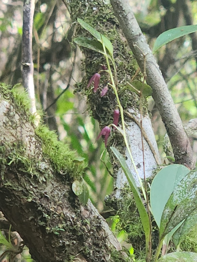 Acianthera odontotepala photo 3
