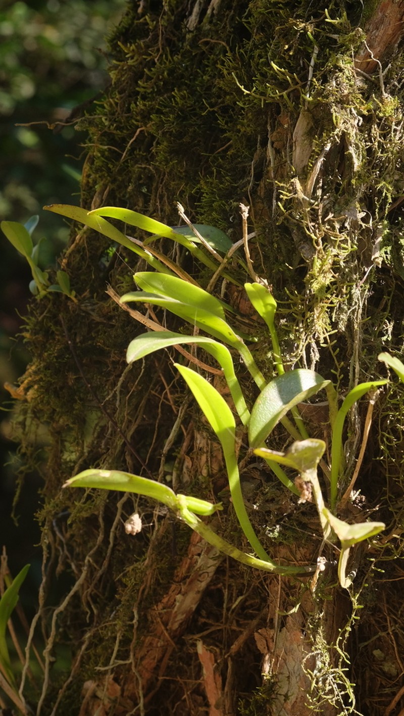 Acianthera oligantha photo 2