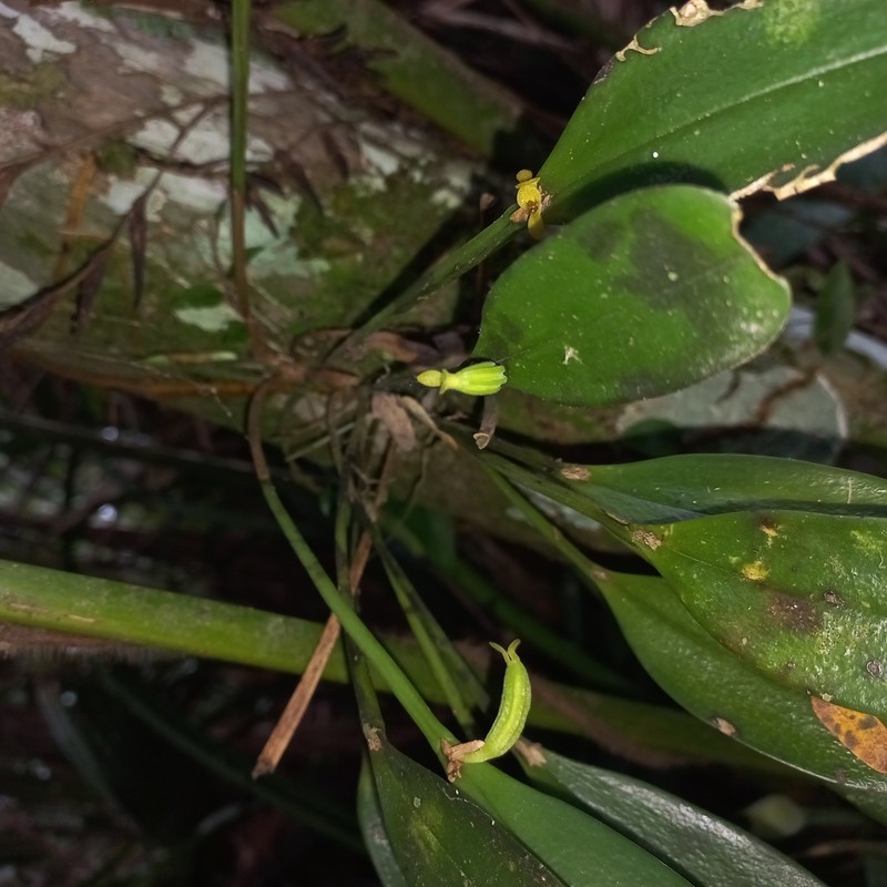 Acianthera oligantha photo 3