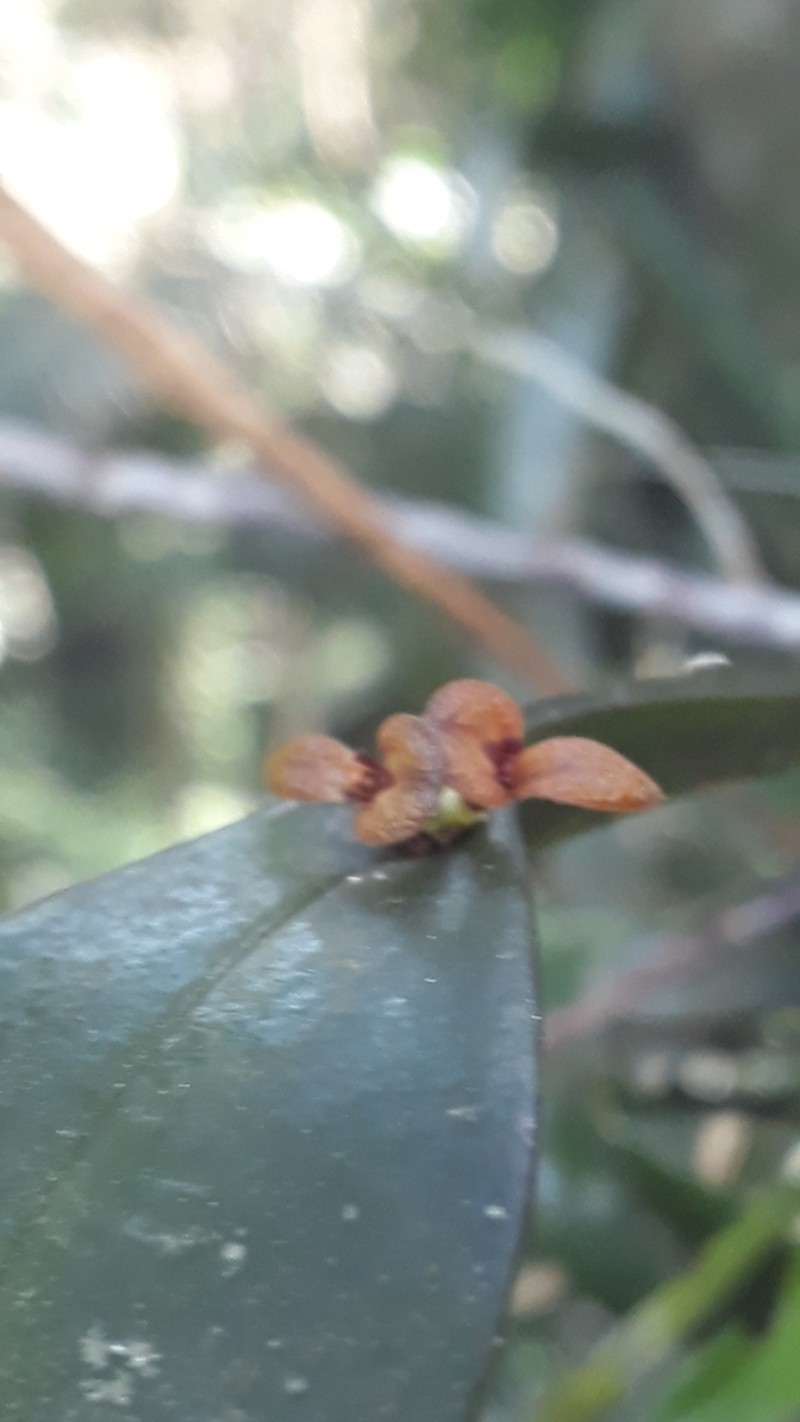 Acianthera oligantha photo 4