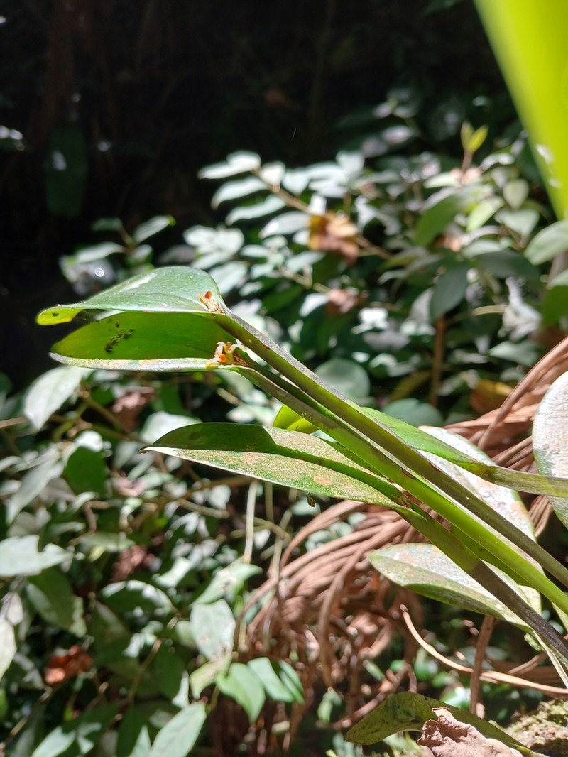 Acianthera oligantha photo 5