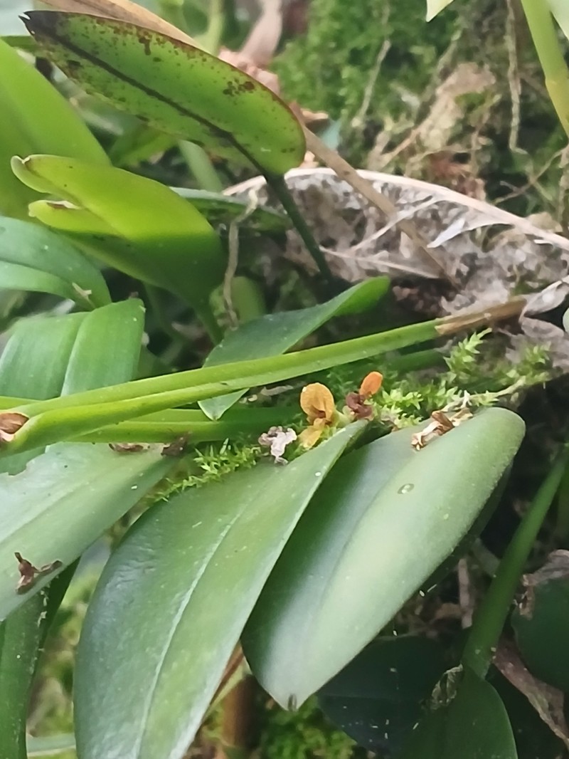 Acianthera oligantha photo 6