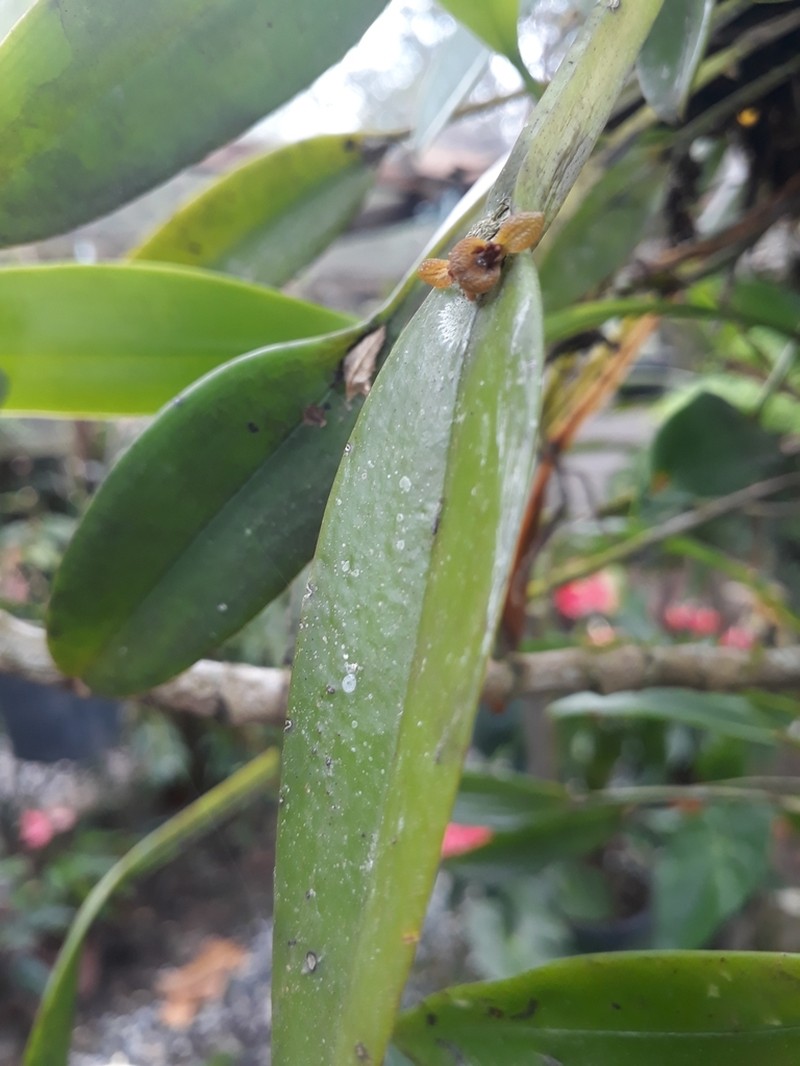 Acianthera oligantha photo 7