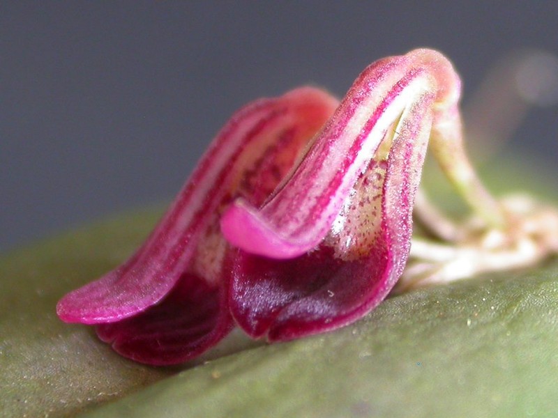 Acianthera panduripetala