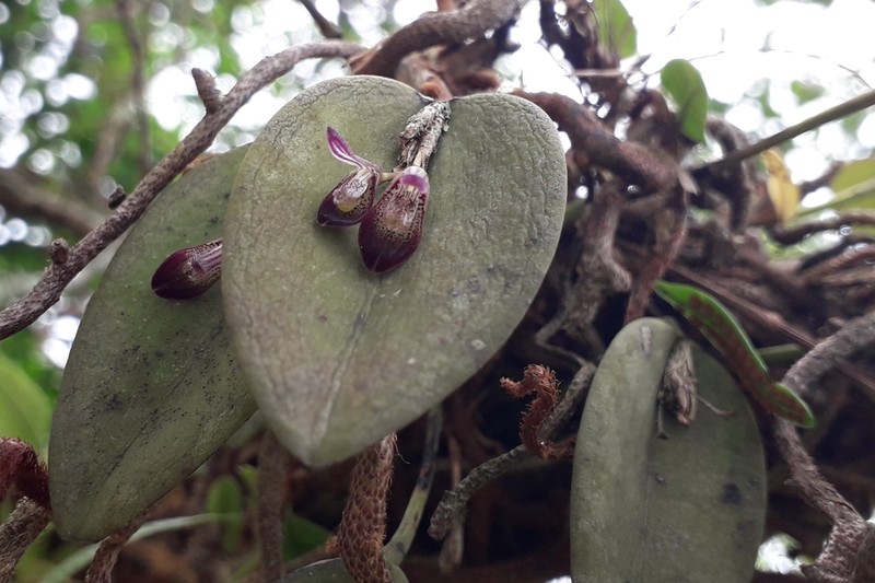 Acianthera panduripetala photo 2