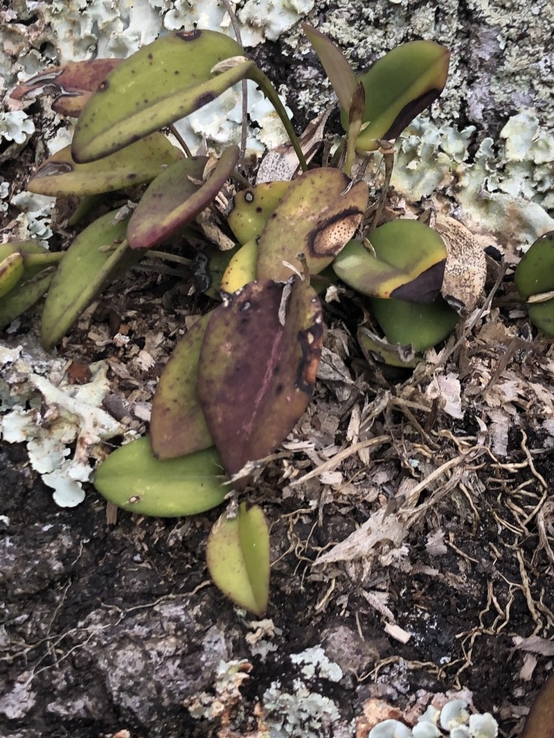 Acianthera panduripetala photo 3