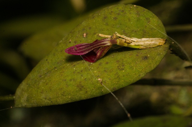Acianthera panduripetala photo 4