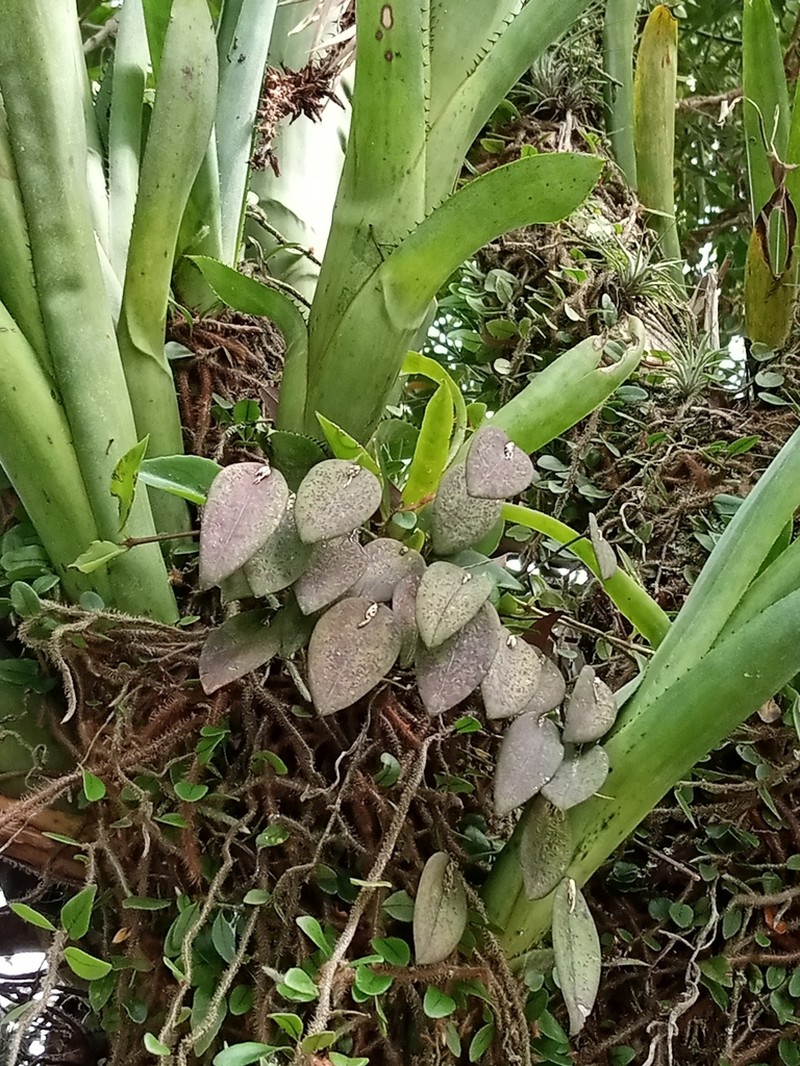 Acianthera panduripetala photo 5