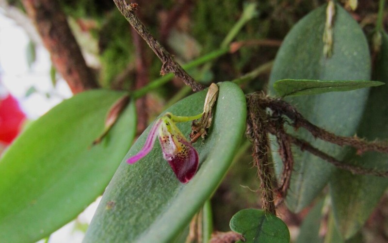 Acianthera panduripetala photo 7