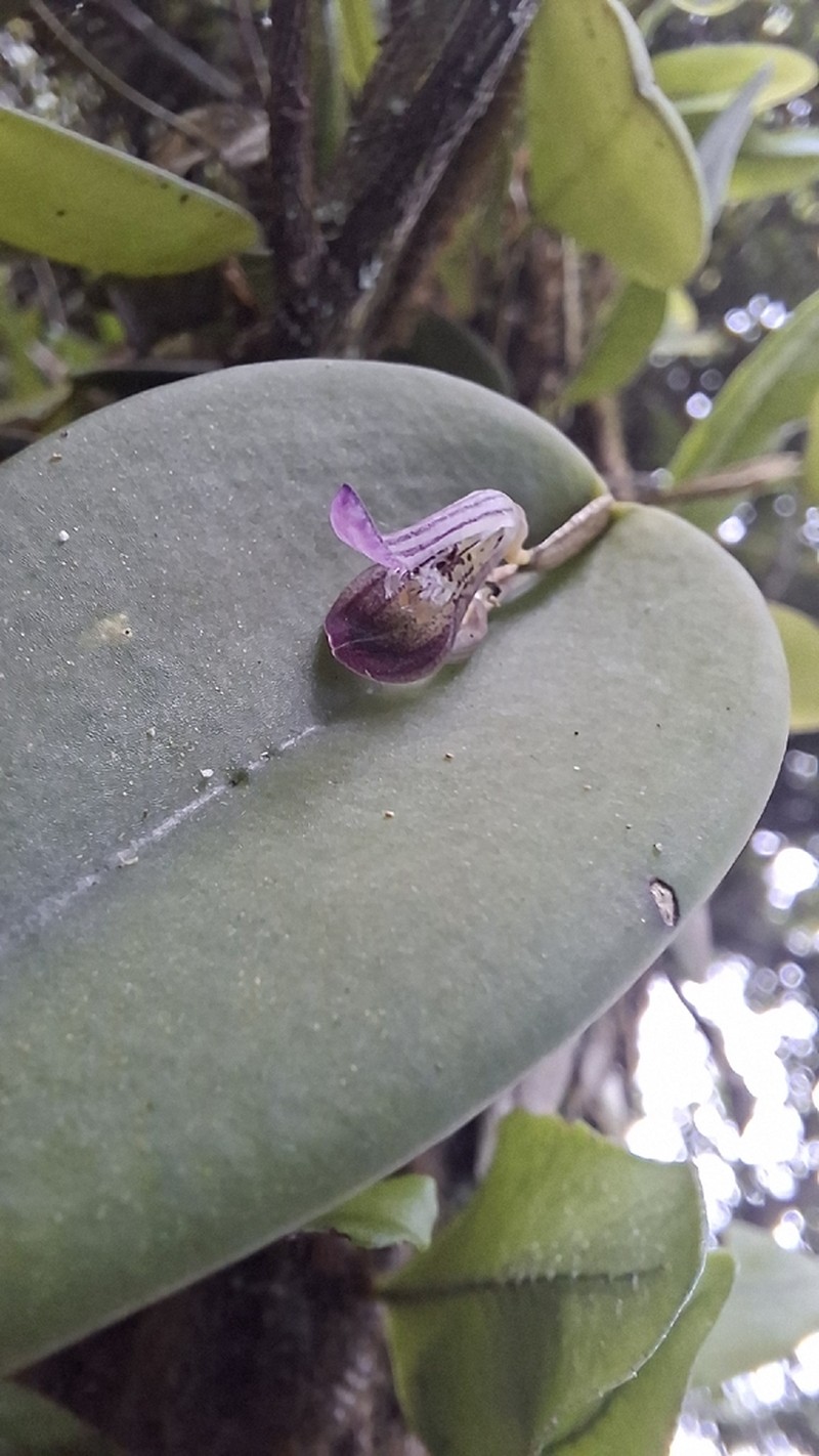 Acianthera panduripetala photo 8