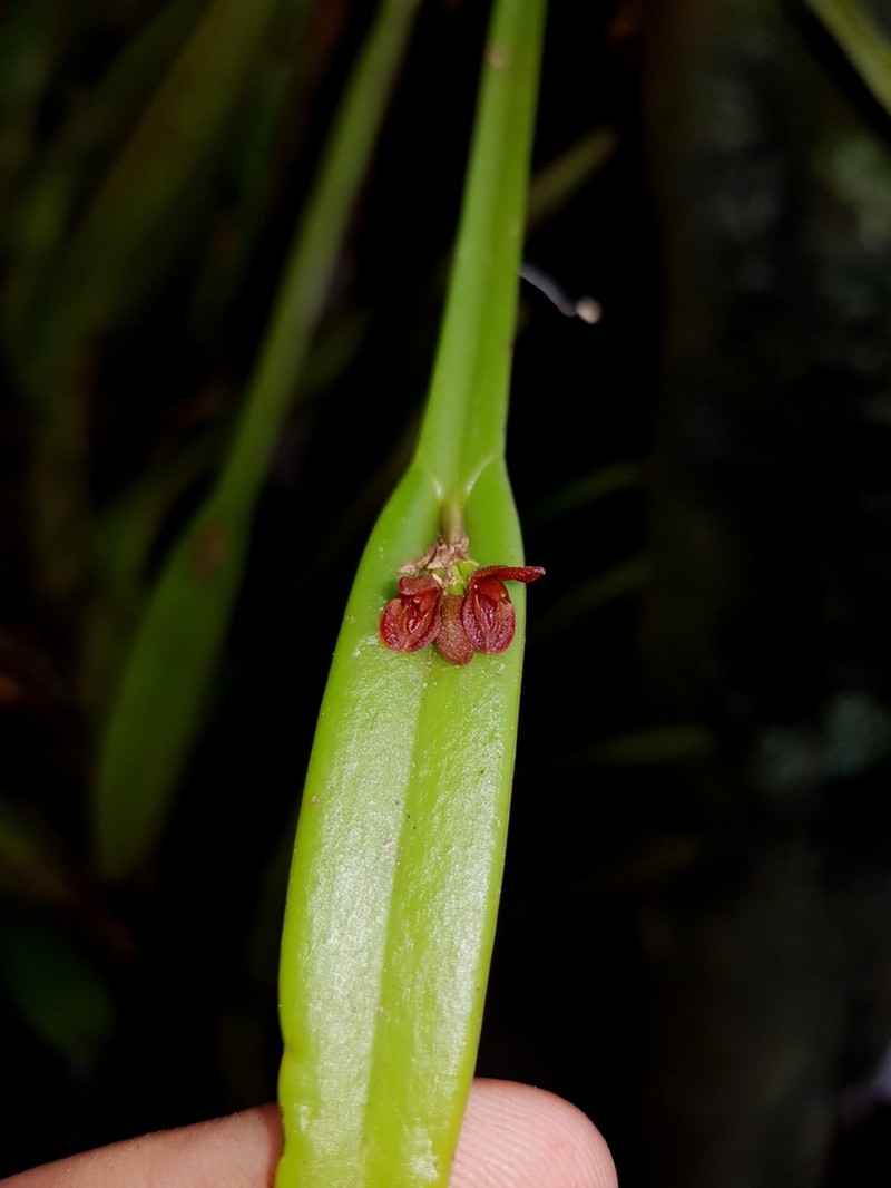 Acianthera pantasmi