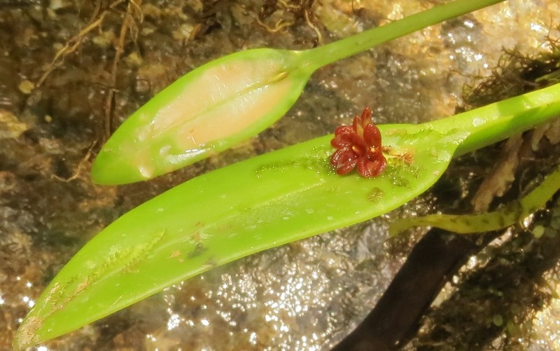 Acianthera pantasmi photo 2