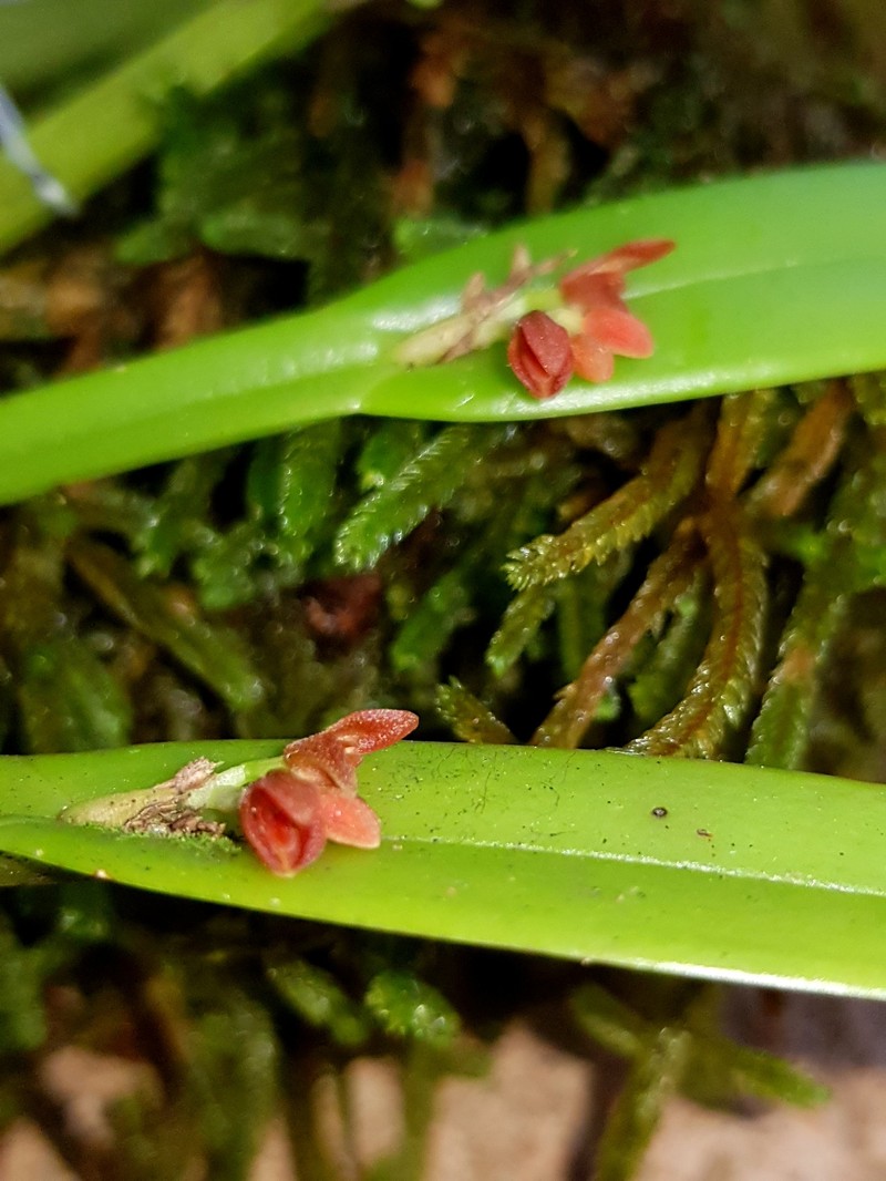 Acianthera pantasmi photo 4