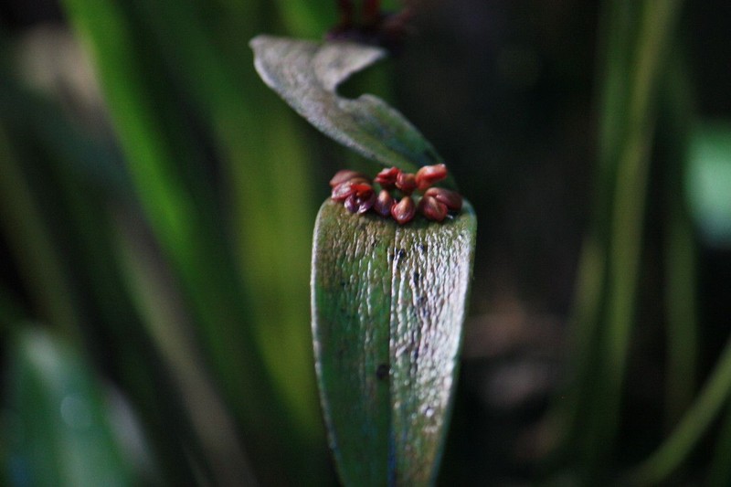 Acianthera pantasmi photo 8