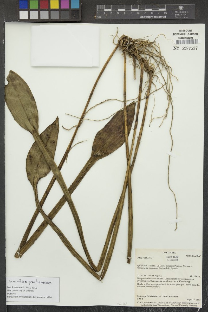 Acianthera pantasmoides