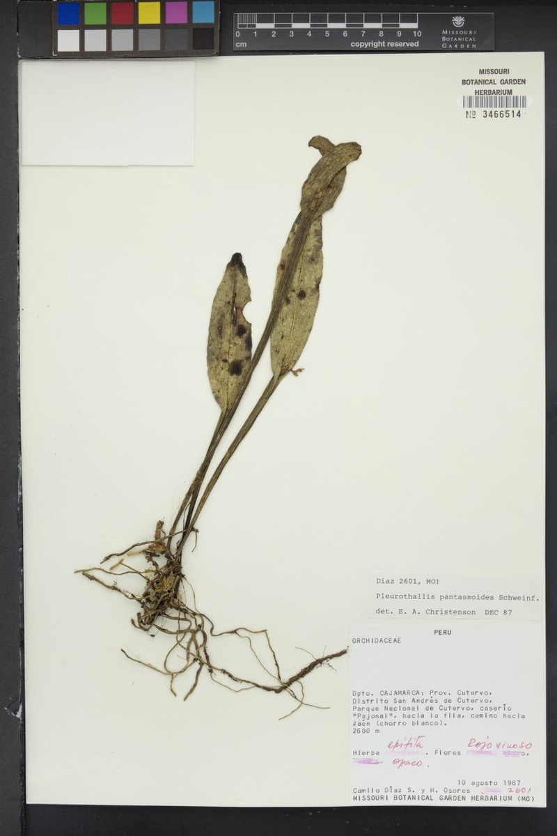 Acianthera pantasmoides photo 2
