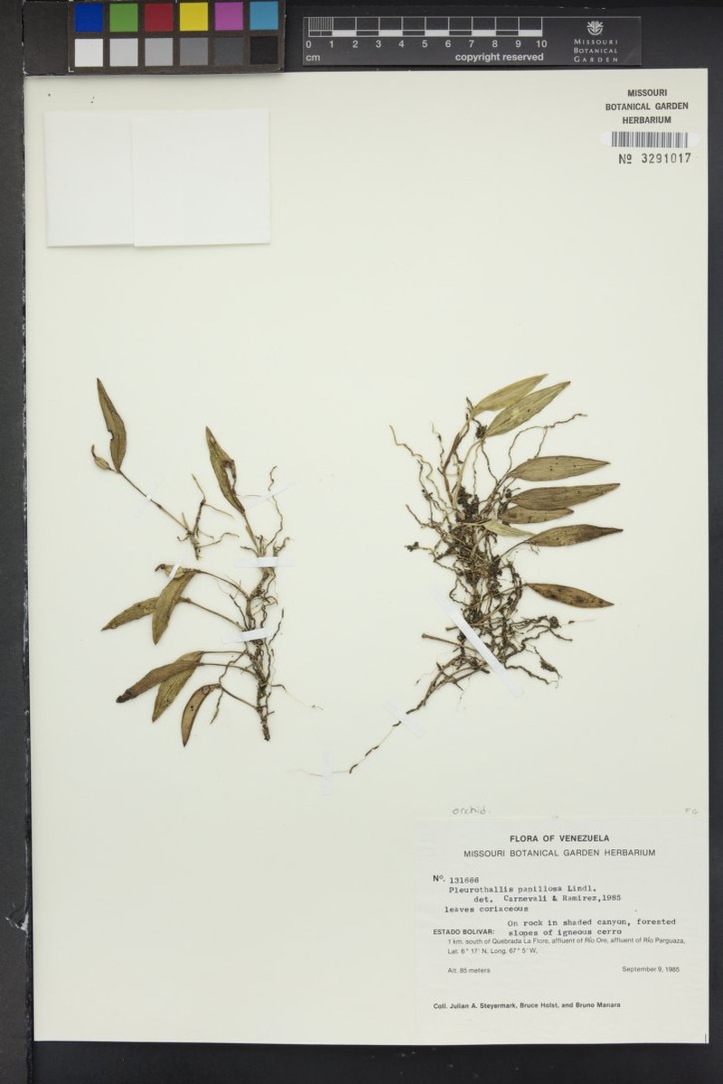 Acianthera papillosa photo 3