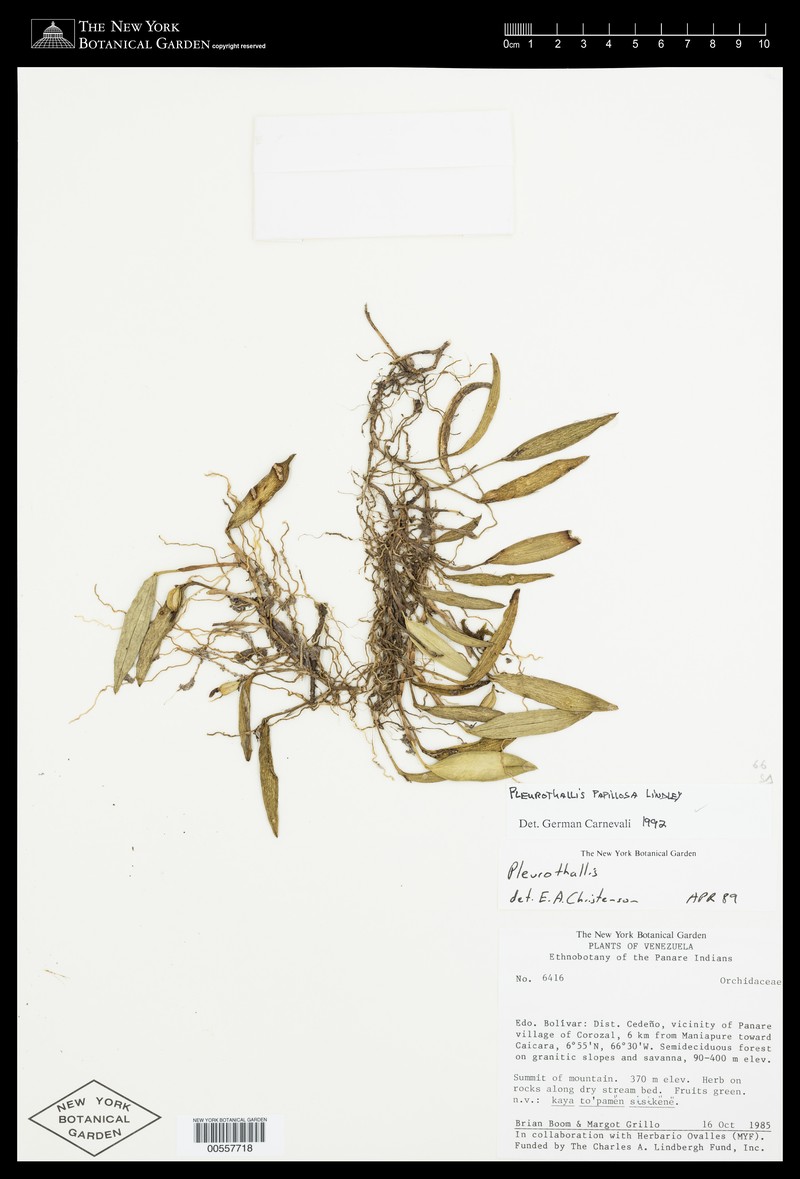 Acianthera papillosa photo 4