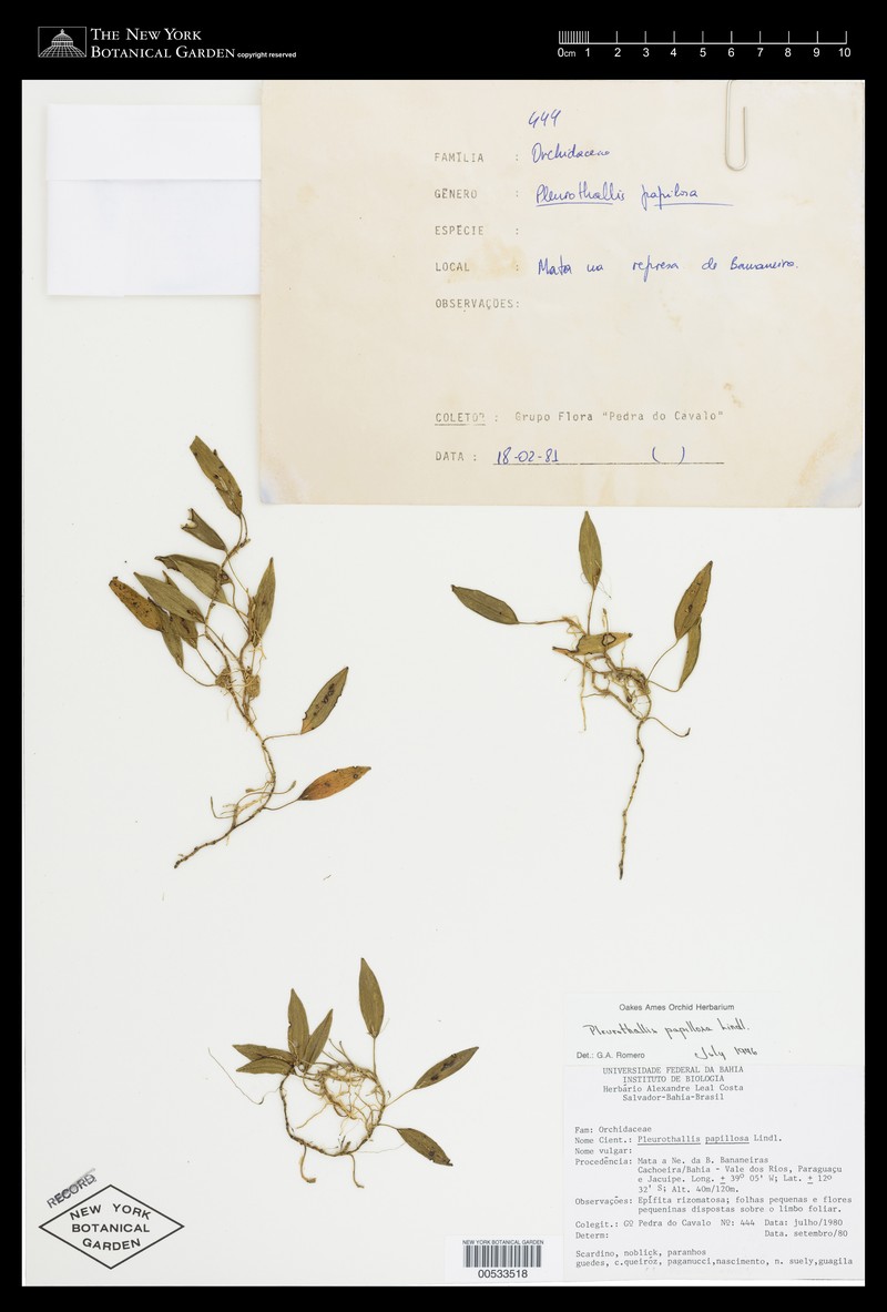 Acianthera papillosa photo 5