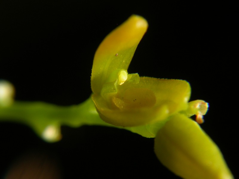 Acianthera pardipes