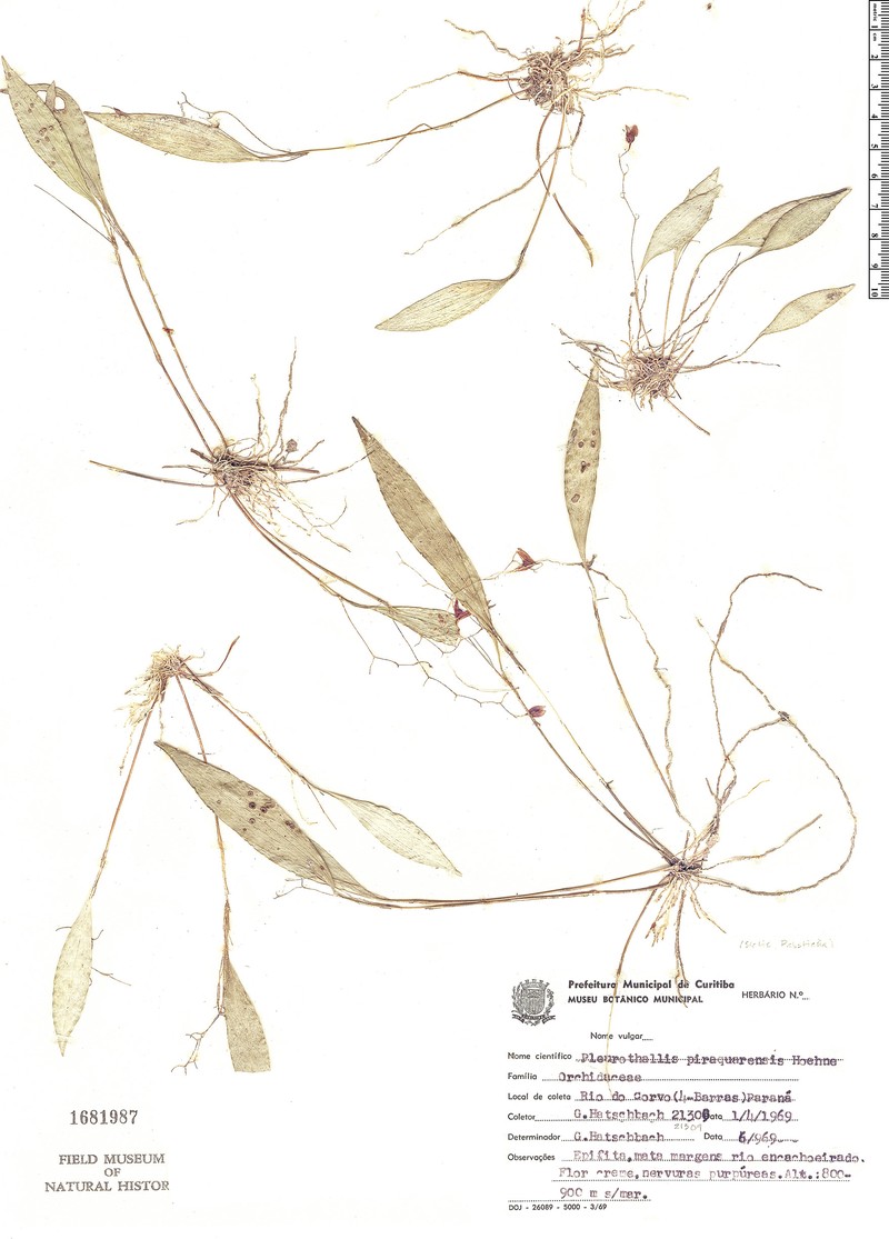 Acianthera pardipes photo 3