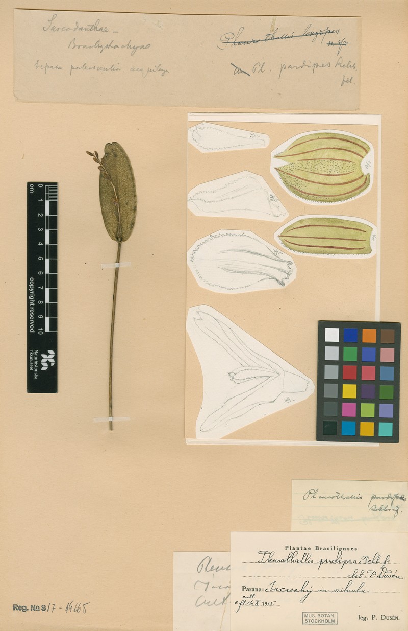 Acianthera pardipes photo 4
