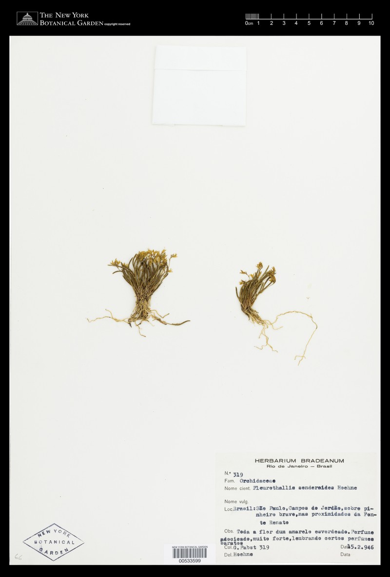 Acianthera parva