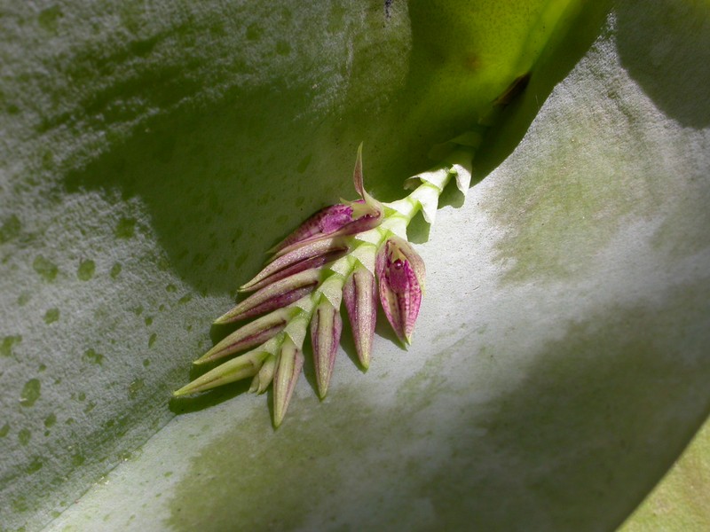Acianthera pectinata