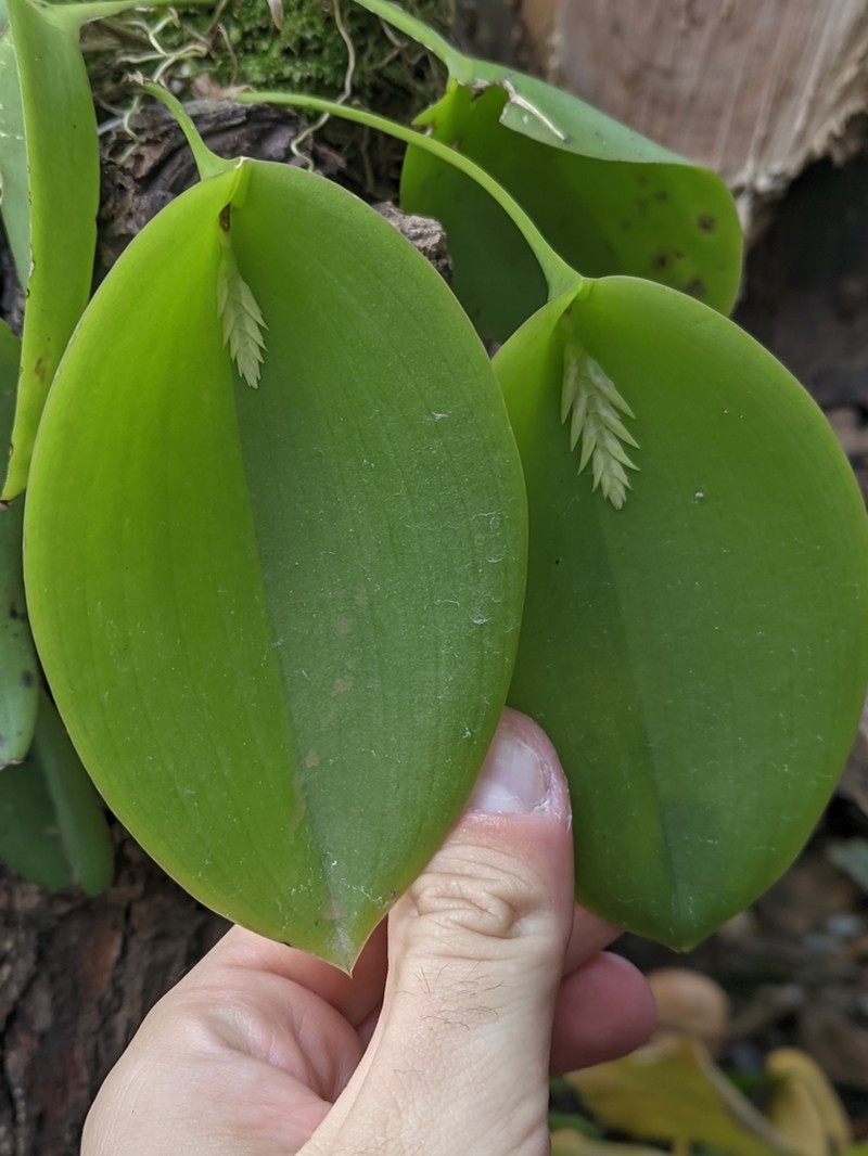 Acianthera pectinata photo 2