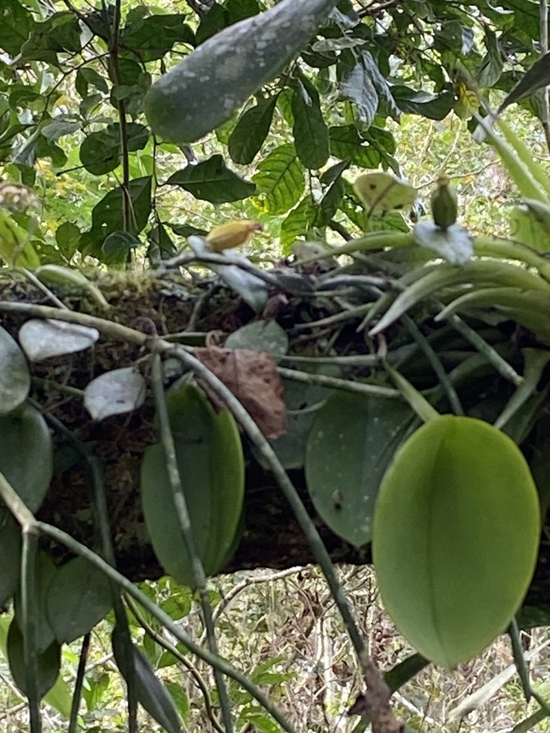 Acianthera pectinata photo 3