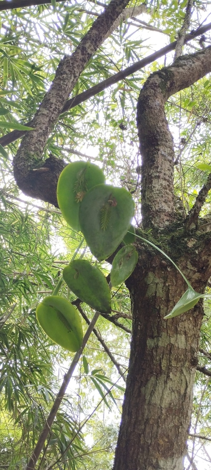 Acianthera pectinata photo 4