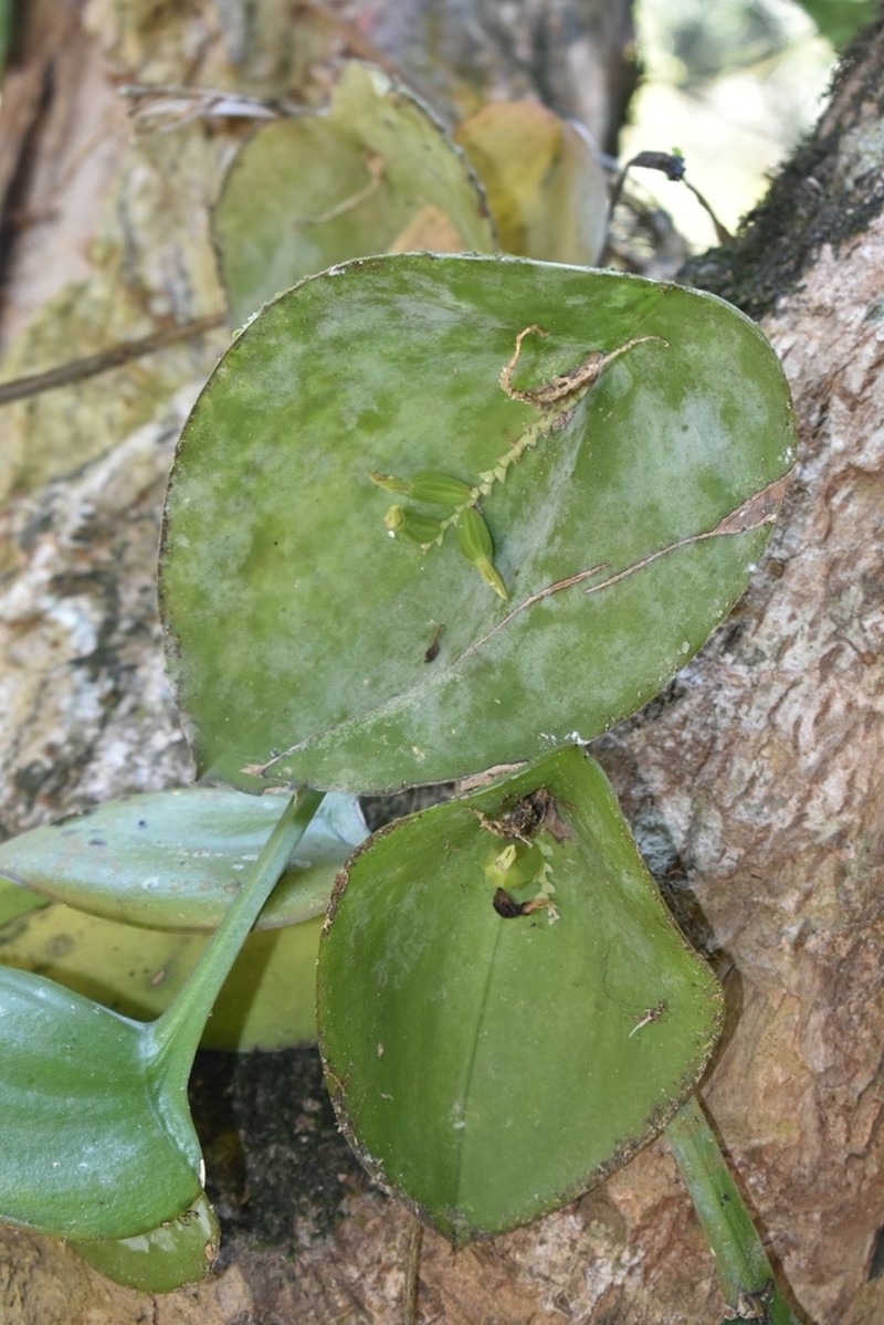 Acianthera pectinata photo 5