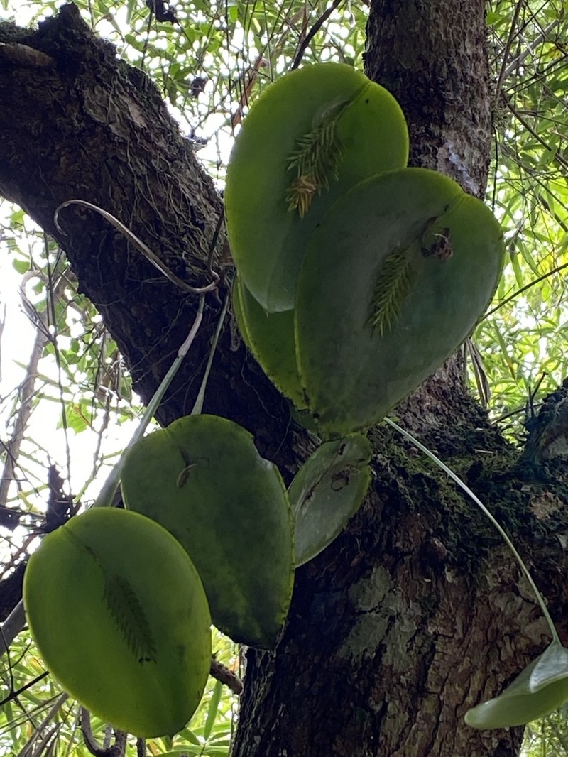 Acianthera pectinata photo 6