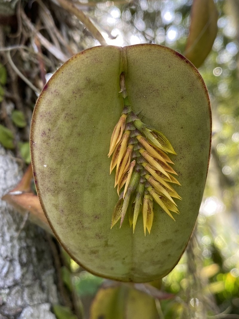 Acianthera pectinata photo 7