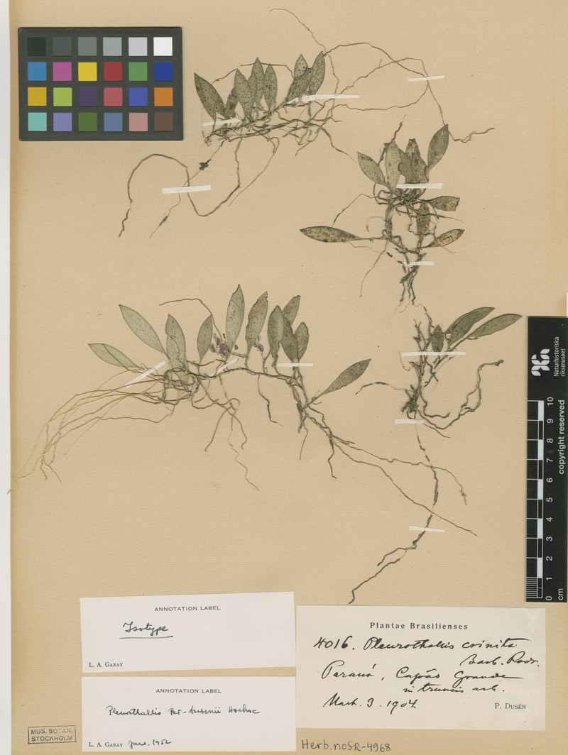 Acianthera per-dusenii photo 2