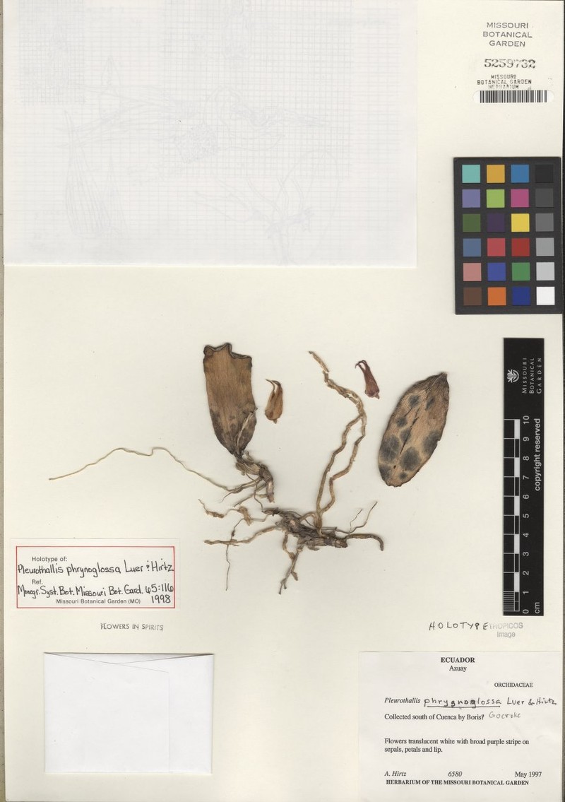 Acianthera phrynoglossa