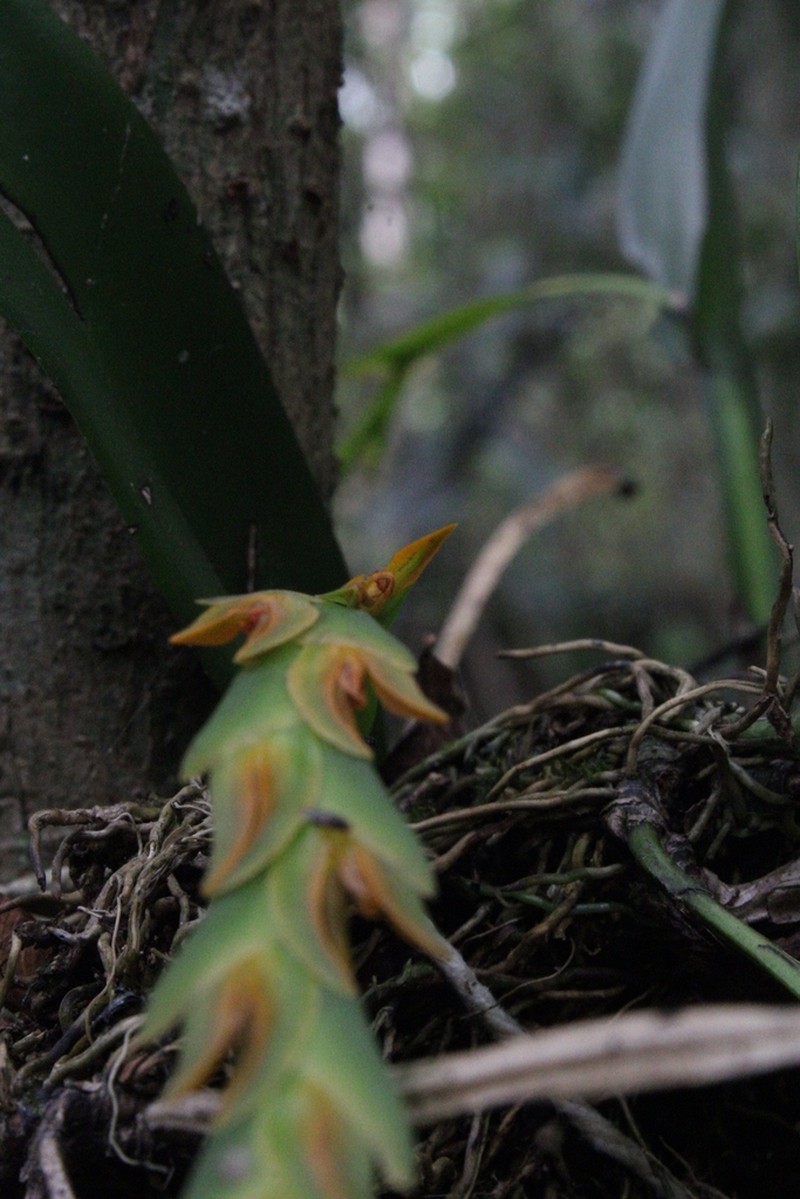 Acianthera platystachys