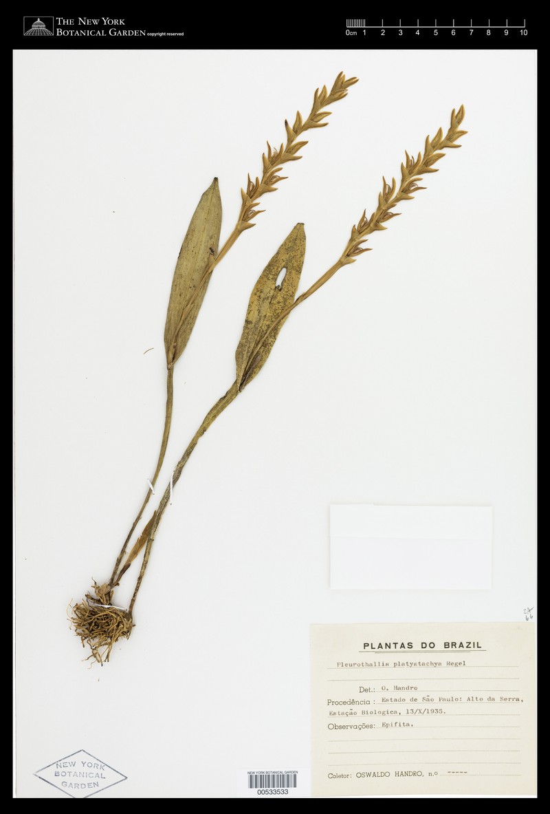 Acianthera platystachys photo 2