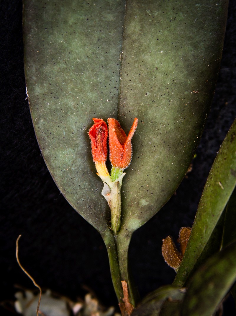 Acianthera pollardiana photo 2