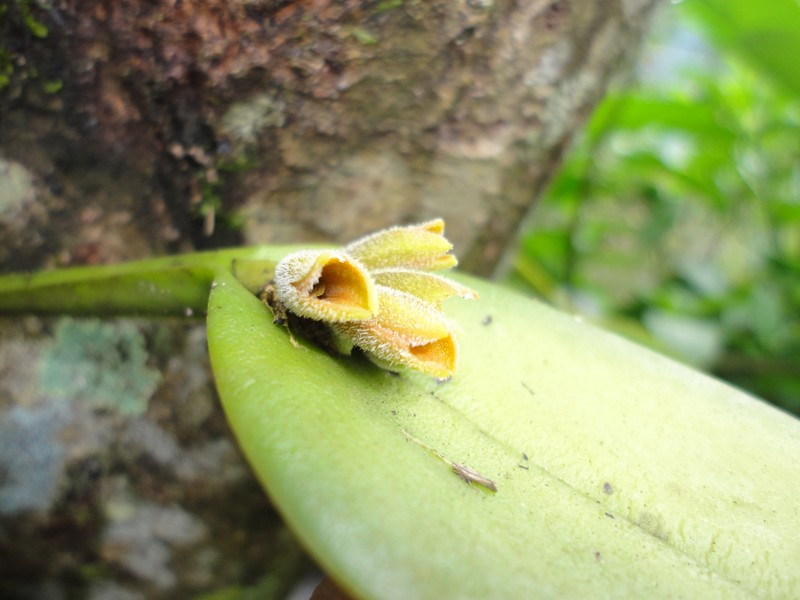 Acianthera pollardiana photo 4
