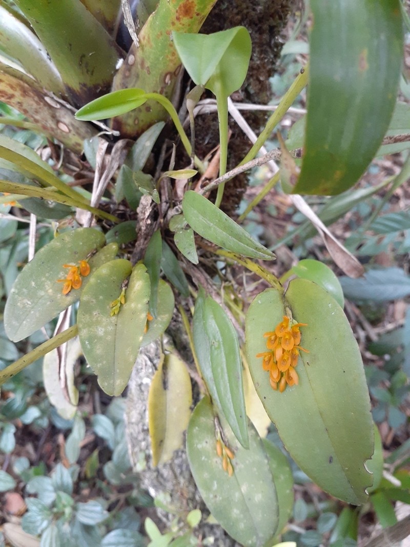 Acianthera polystachya