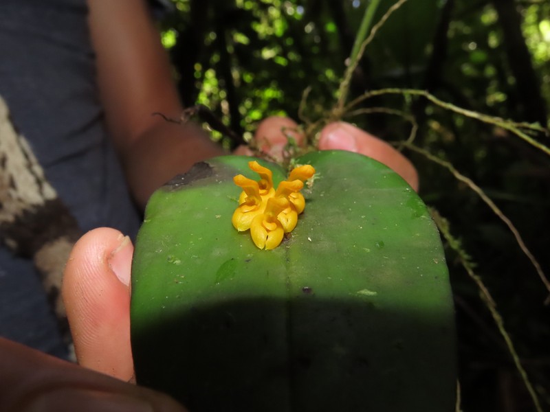 Acianthera polystachya photo 2