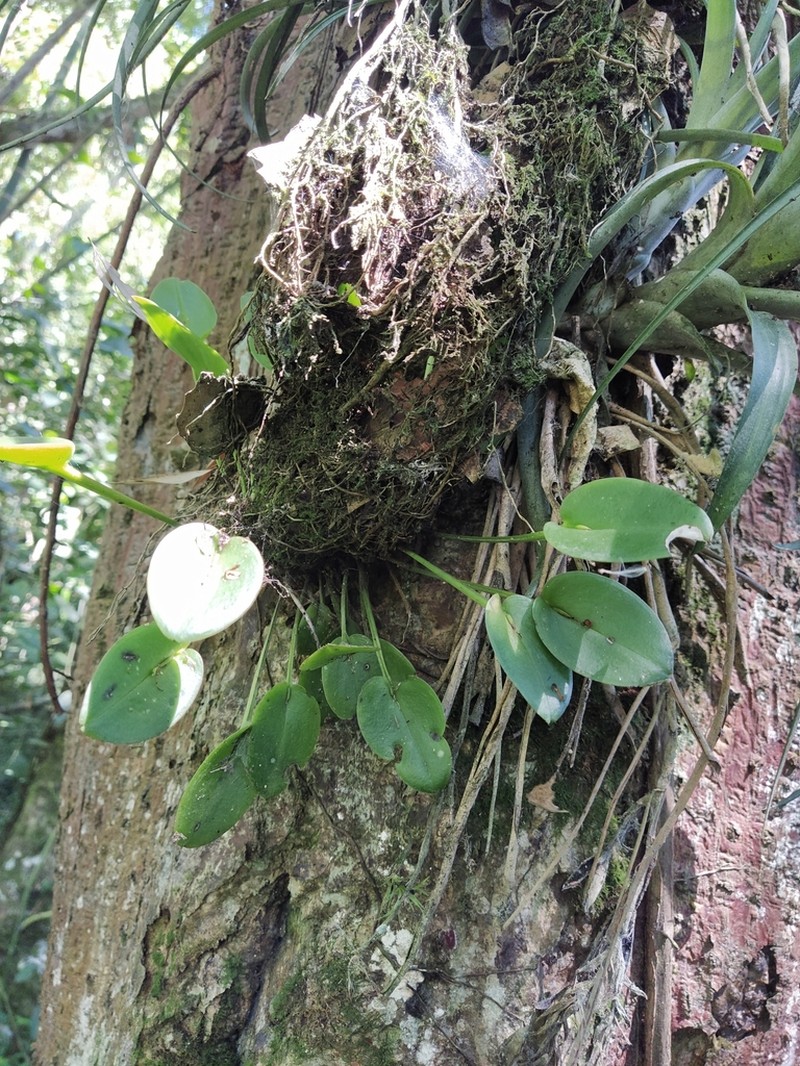 Acianthera polystachya photo 3