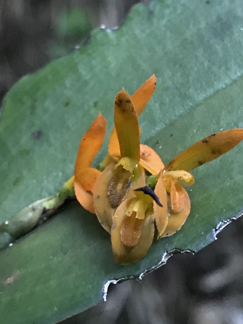 Acianthera polystachya photo 4