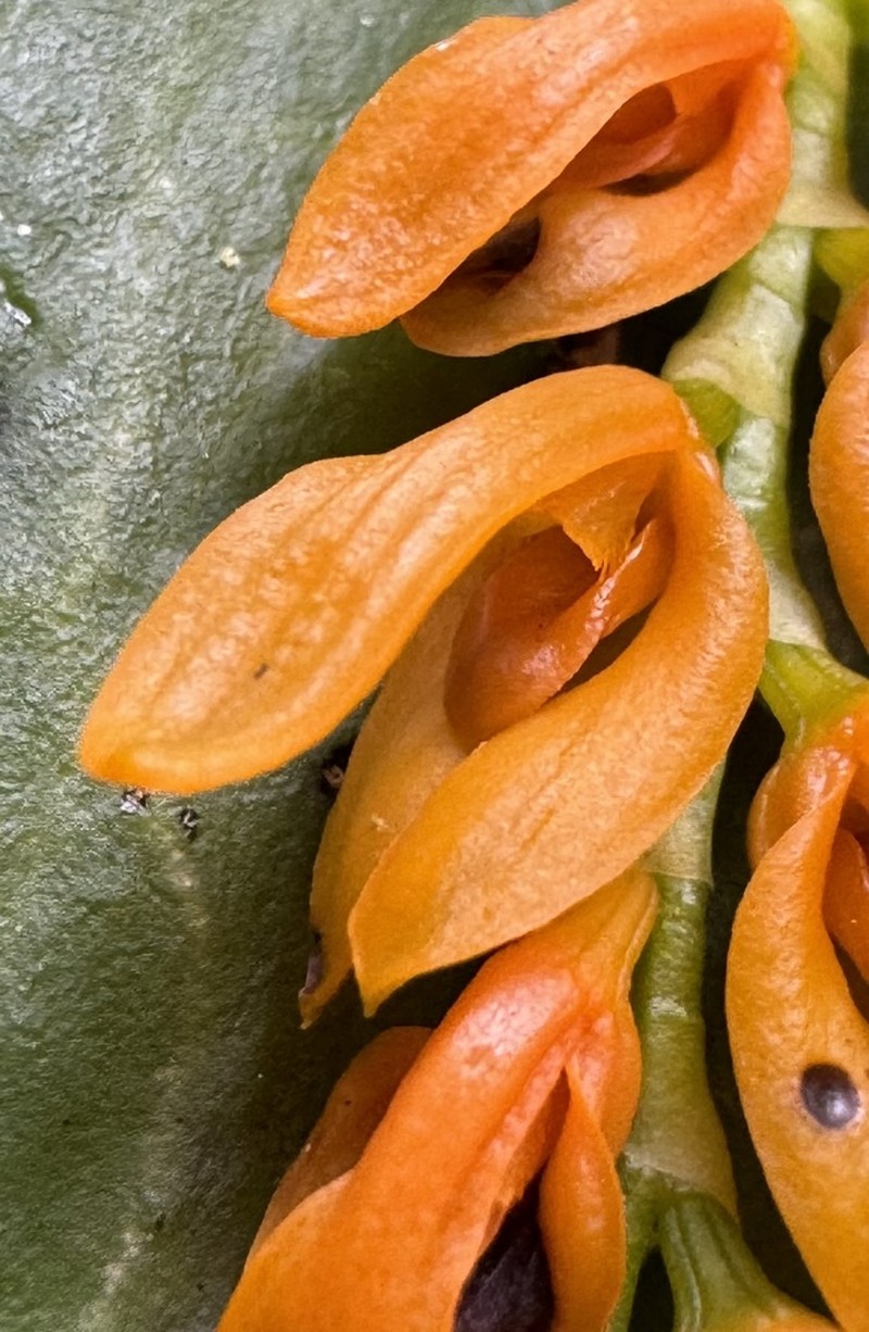 Acianthera polystachya photo 5