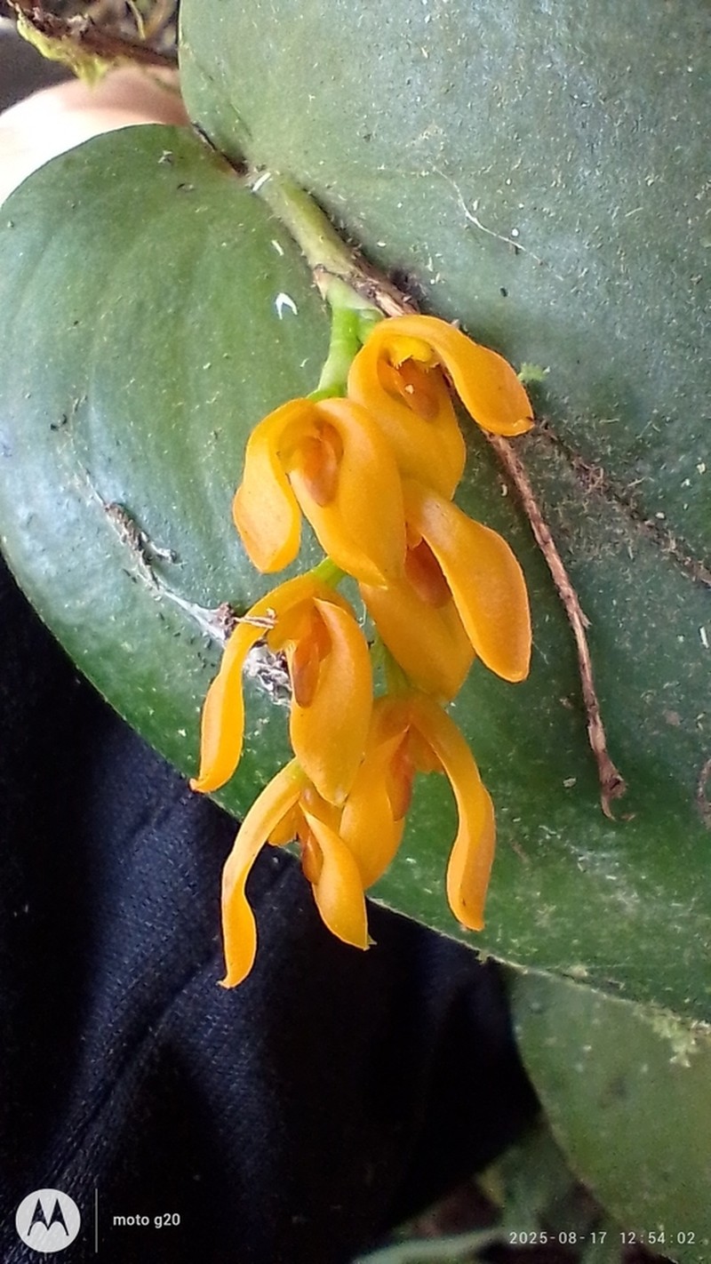 Acianthera polystachya photo 6