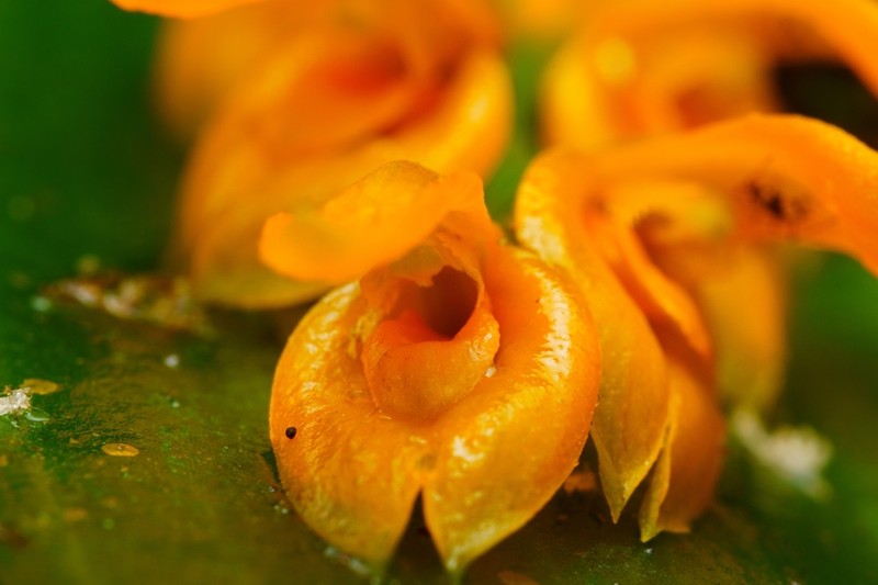 Acianthera polystachya photo 7