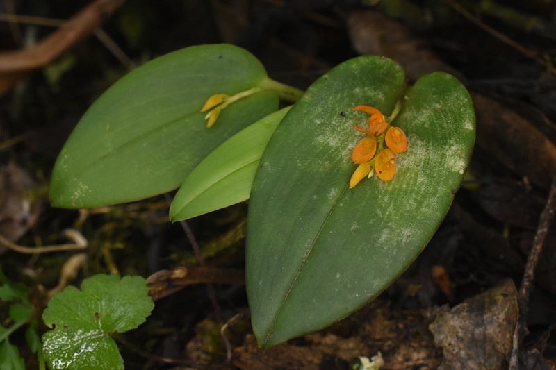 Acianthera polystachya photo 8