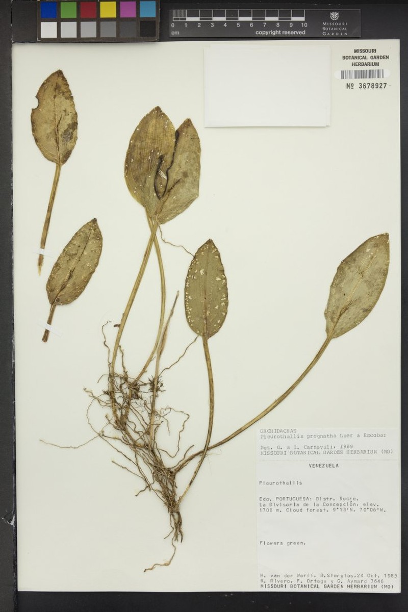 Acianthera prognatha