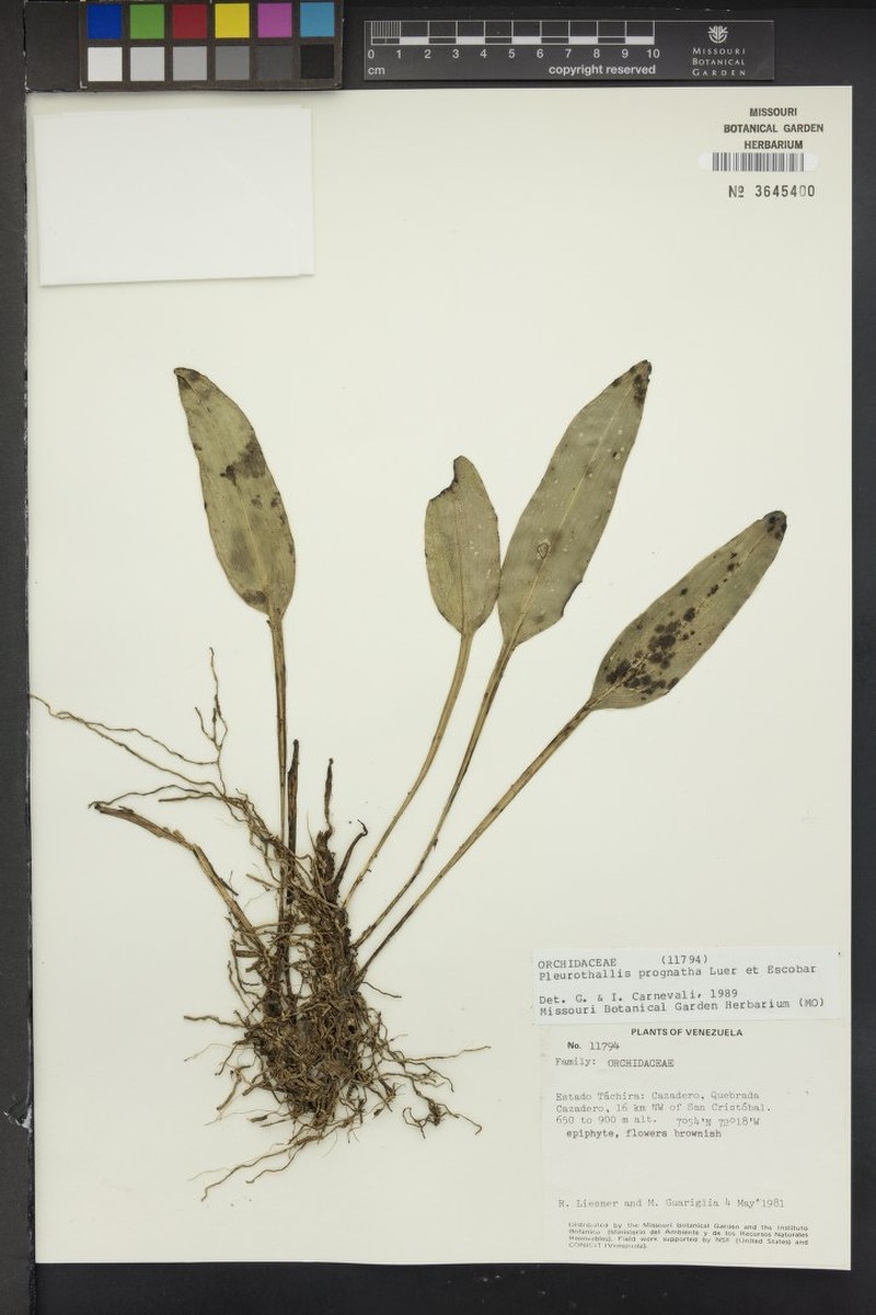 Acianthera prognatha photo 2